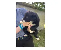 3 Border Collie puppies for Sale - 4