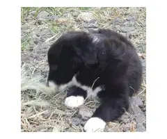 3 Border Collie puppies for Sale - 5