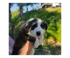 3 Border Collie puppies for Sale - 7