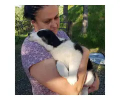 3 Border Collie puppies for Sale - 9