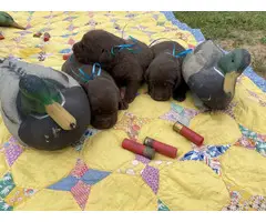 Litter of 5 AKC Labrador puppies - 7