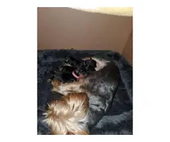 3 Purebred Yorkshire puppies for sale