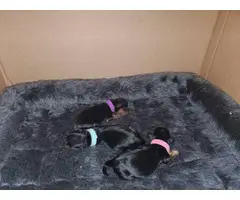 3 Purebred Yorkshire puppies for sale - 2