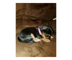 3 Purebred Yorkshire puppies for sale - 3
