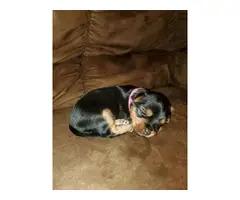 3 Purebred Yorkshire puppies for sale - 4