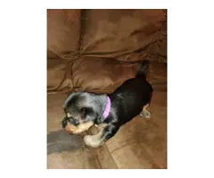 3 Purebred Yorkshire puppies for sale - 6