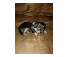 3 Purebred Yorkshire puppies for sale - 7