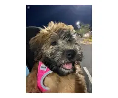 3 months old Soft Coated Wheaten Terrier puppy - 2
