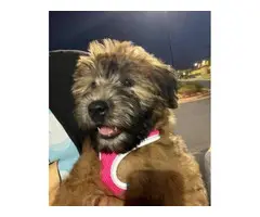 3 months old Soft Coated Wheaten Terrier puppy - 3