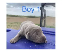 2 male Silver Lab Puppies