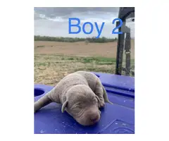 2 male Silver Lab Puppies - 2