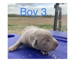 2 male Silver Lab Puppies - 3