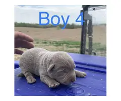 2 male Silver Lab Puppies - 4