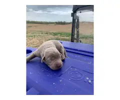 2 male Silver Lab Puppies - 5