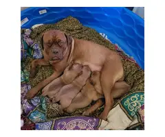 Dogue de Bordeaux puppies for sale - 3