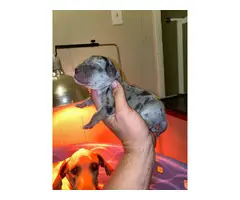 Great Dane puppies available - 6