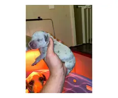 Great Dane puppies available - 7