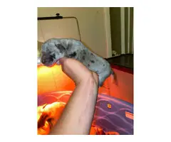 Great Dane puppies available - 8