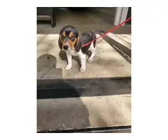 Beagle puppy for adoption - 1