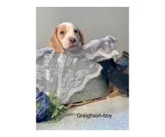 UKC registered Beagle puppies