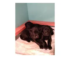Purebred AKC reg black lab puppies - 2