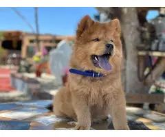Male Chow Chow Puppy for Sale
