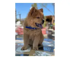 Male Chow Chow Puppy for Sale - 2