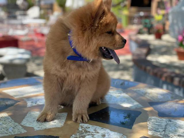Male Chow Chow Puppy for Sale in Burbank, California