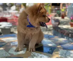 Male Chow Chow Puppy for Sale - 3