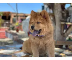 Male Chow Chow Puppy for Sale - 4