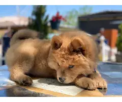 Male Chow Chow Puppy for Sale - 5