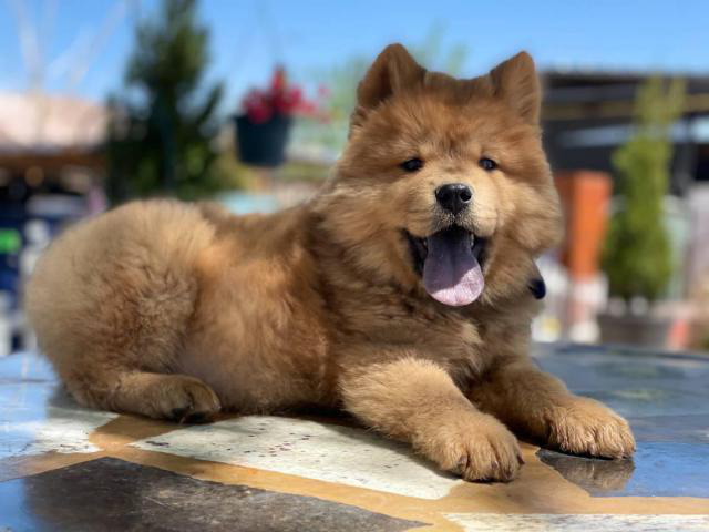 Male Chow Chow Puppy for Sale in Burbank, California