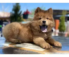 Male Chow Chow Puppy for Sale - 6