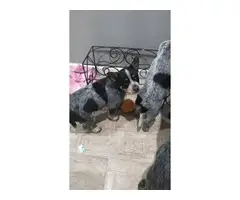 2 Blue Heeler Puppies for Sale