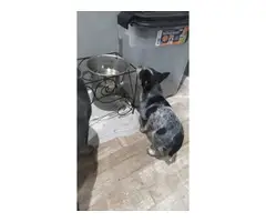2 Blue Heeler Puppies for Sale