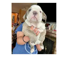 9 week old Olde English Bulldog puppy