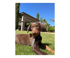 Male Doberman puppy looking for new home