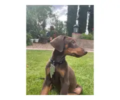 Male Doberman puppy looking for new home - 2