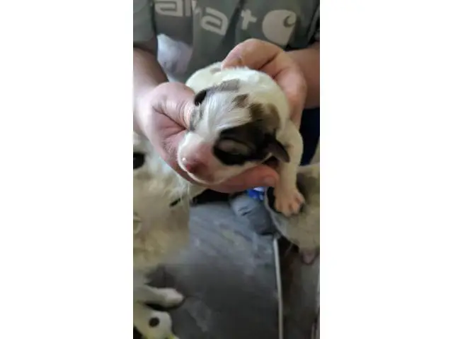 Great Pyrenees puppies 2 boys and 3 girls