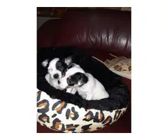3 Chihuahua puppies for sale