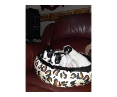 3 Chihuahua puppies for sale - 2