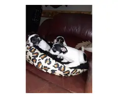 3 Chihuahua puppies for sale - 3