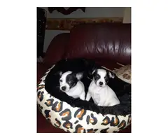 3 Chihuahua puppies for sale - 5