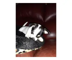 3 Chihuahua puppies for sale - 6