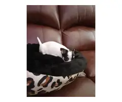 3 Chihuahua puppies for sale - 7