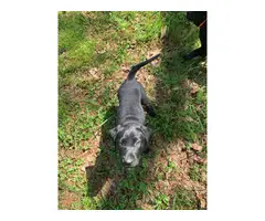 2 female black lab puppies