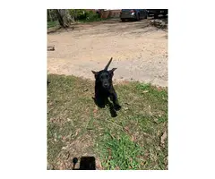 2 female black lab puppies