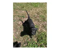 2 female black lab puppies