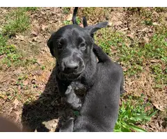2 female black lab puppies