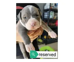 6 blue nose Pitbull Terrier puppies - 2